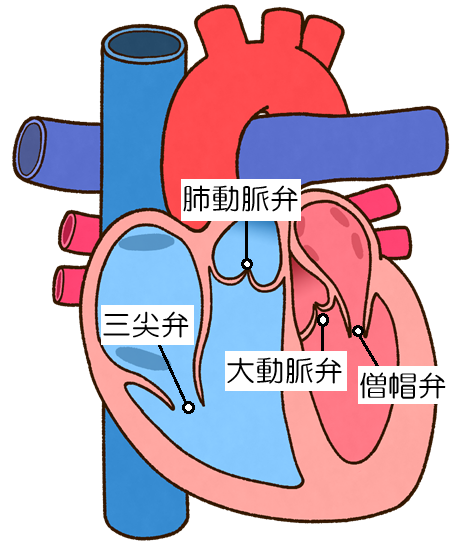 弁膜症とは？